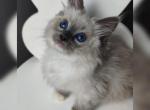 Happy - Ragdoll Cat For Sale - Miami&comma; FL&comma; US
