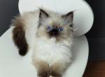Harley - Ragdoll Cat For Sale - Miami&comma; FL&comma; US