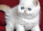 Demi - Exotic Cat For Sale - Miami&comma; FL&comma; US