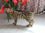 Fortune - Bengal Cat For Sale - Norwalk&comma; CT&comma; US