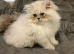 Blue Moon's litter - Persian Cat For Sale - Muscle Shoals&comma; AL&comma; US