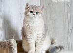 Shantaren Shakh Arman ay11 - British Shorthair Cat For Sale - CA&comma; US