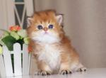 Rose - British Shorthair Cat For Sale - Hollywood&comma; FL&comma; US