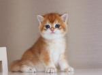 Romeo - British Shorthair Cat For Sale - Hollywood&comma; FL&comma; US