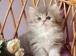 Rubina - British Shorthair Cat For Sale - Hollywood&comma; FL&comma; US