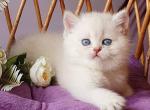 Rosita - British Shorthair Cat For Sale - Hollywood&comma; FL&comma; US