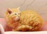 Vegas of RomanovCats - Siberian Cat For Sale - Ashburn&comma; VA&comma; US