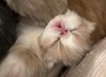 Cream & white bicolor girl - Persian Cat For Sale - Clay&comma; PA&comma; US