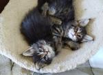 Rivers February litter - Maine Coon Cat For Sale - Trevor&comma; WI&comma; US
