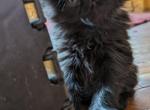 female 2 for 1 - Persian Cat For Sale - Mora&comma; NM&comma; US