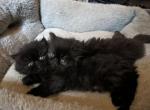 male black smoke - Persian Cat For Sale - Mora&comma; NM&comma; US