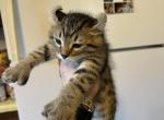 Polydactyl Boy Kitten - Polydactyl Cat For Sale - Absarokee&comma; MT&comma; US