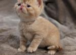 Cody - Exotic Cat For Sale - Talco&comma; TX&comma; US