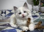 Coors - Ragdoll Cat For Sale - Tuscaloosa&comma; AL&comma; US
