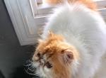 Cfa red bicolor persian - Persian Cat For Sale - Woodburn&comma; IN&comma; US