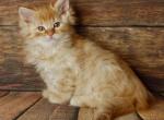 Lelik - Siberian Cat For Sale - Norwalk&comma; CT&comma; US
