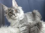 Aivengo - Maine Coon Cat For Sale - Miami&comma; FL&comma; US