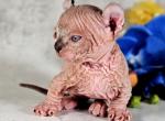 Oscar - Bambino Cat For Sale - Miami&comma; FL&comma; US