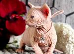 Gabriella - Sphynx Cat For Sale - Pembroke Pines&comma; FL&comma; US