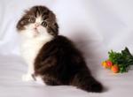 Dolly - Scottish Fold Cat For Sale - Hollywood&comma; FL&comma; US