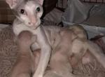 l - Cornish Rex Cat For Sale - Glendale&comma; AZ&comma; US