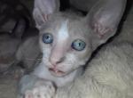 l - Cornish Rex Cat For Sale - Glendale&comma; AZ&comma; US
