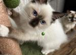 Blackberry - Ragdoll Cat For Sale - Kearneysville&comma; WV&comma; US