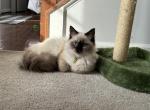 Belle - Ragdoll Cat For Sale - Kearneysville&comma; WV&comma; US