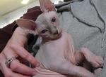 Remi - Sphynx Cat For Sale - Rockford&comma; IL&comma; US