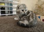 Stella - Scottish Fold Cat For Sale - Holland&comma; PA&comma; US