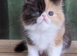 Milana - Persian Cat For Sale - Hollywood&comma; FL&comma; US
