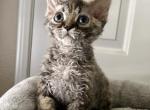Orange - Devon Rex Cat For Sale - Rancho Cucamonga&comma; CA&comma; US