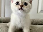 Kittens A - British Shorthair Cat For Sale - Rancho Cucamonga&comma; CA&comma; US