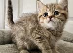 Kitten - British Shorthair Cat For Sale - Rancho Cucamonga&comma; CA&comma; US