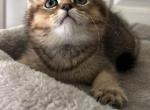 Kitten C - British Shorthair Cat For Sale - Rancho Cucamonga&comma; CA&comma; US