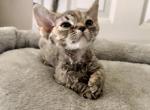 Kitten JoJo - Devon Rex Cat For Sale - Rancho Cucamonga&comma; CA&comma; US