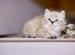 Elliot - Siberian Cat For Sale - Norwalk&comma; CT&comma; US
