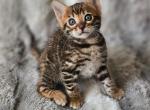 Barbie - Bengal Cat For Sale - Norwalk&comma; CT&comma; US