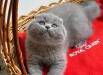 Iriska - Scottish Fold Cat For Sale - Hollywood&comma; FL&comma; US