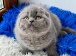 Indy - Scottish Fold Cat For Sale - Hollywood&comma; FL&comma; US