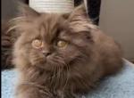La Choco - British Shorthair Cat For Sale - Hollywood&comma; FL&comma; US
