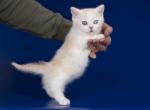 Damsel - Munchkin Cat For Sale - Pembroke Pines&comma; FL&comma; US