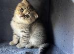 Kitty - Scottish Fold Cat For Sale - Renton&comma; WA&comma; US