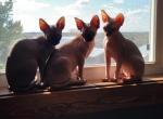 Male & Female Kittens - Sphynx Cat For Sale - Rockford&comma; IL&comma; US