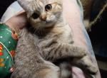 Fennie Half off summer promotion - British Shorthair Cat For Sale - Elmhurst&comma; NY&comma; US