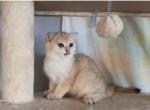 Gold boy Half off promotion now - Scottish Fold Cat For Sale - Elmhurst&comma; NY&comma; US