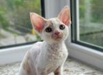 Maxwell - Devon Rex Cat For Sale - Chicago&comma; IL&comma; US