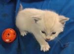 Bluepoint Snowshoe Boy - Snowshoe Cat For Sale - Walterboro&comma; SC&comma; US