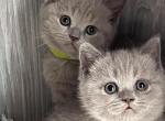 Spring babies - Brazilian Shorthair Cat For Sale - Brooklyn&comma; NY&comma; US