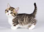 Brid minuet munchkin standard black tabby bicolor - Munchkin Cat For Sale - TX&comma; US